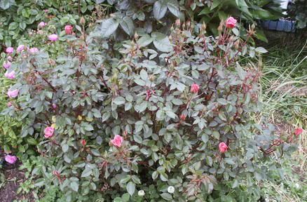  photo Incognitoplant061005.jpg